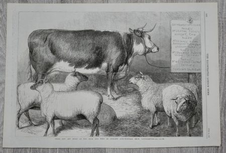 Vintage Print, Prize Cow and Sheep, 1869