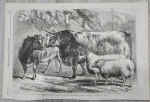 Vintage Prize Cattle and Sheep, 1868