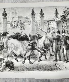 Vintage Print, Inspection of foreign cattle, 1865