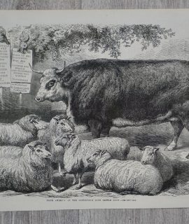 Antique Print, Prize Animals, 1867