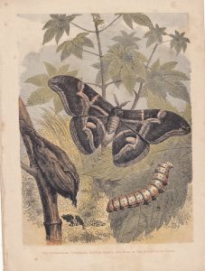 Antique Print, The Caterpillar, 1860