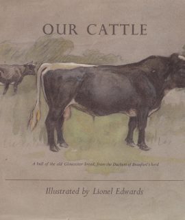 Vintage Print, Our Cattle, 1948