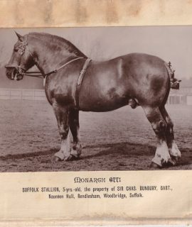 Vintage Photo, Suffolk Stallion, rare.