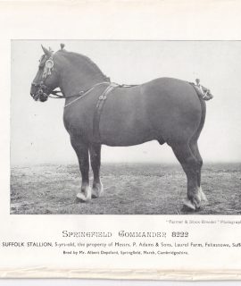 Vintage Print, Suffolk Stallion, 1909 ca.