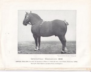Vintage Print, Suffolk Stallion, 1909 ca.