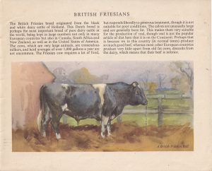 Vintage Print, British Friesians, 1909 ca.