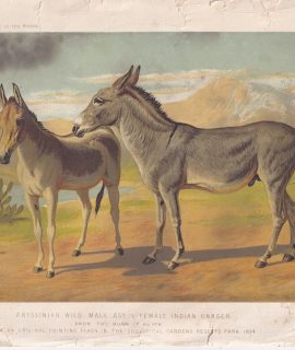Vintage Print, Indian Onager, 1890 ca.