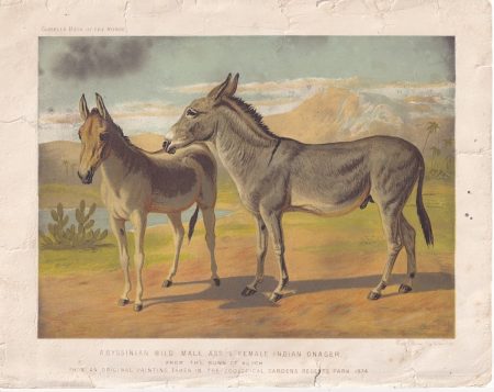 Vintage Print, Indian Onager, 1890 ca.