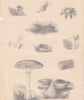 Vintage Print, Fungi, 1880