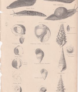 Vintage Print, Gasteropoda, 1880