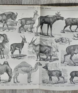 Set of Three Antique Prints, Ungulata or Hofed Animals, 1880