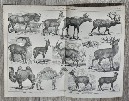 Set of Three Antique Prints, Ungulata or Hofed Animals, 1880