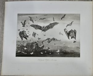 Antique Print, A party of the Noctules, 1880 ca.