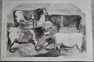 Antique Print, Prize Shorthorns..., 1860