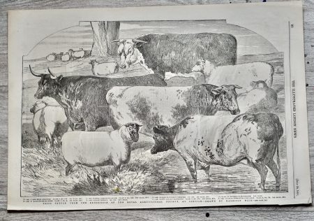 Antique Print, Prize Cattle..., 1854