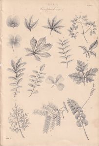 Vintage Print, Leaf, 1880