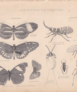Vintage Print, Lepidoptera..., 1880