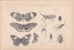 Vintage Print, Lepidoptera..., 1880