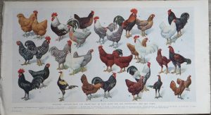 Vintage Print, Poultry, 1890 ca.