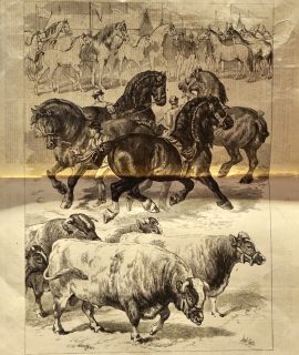 Vintage Print, Animals, 1879