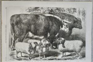 Vintage Print, Cattle Show, 1868