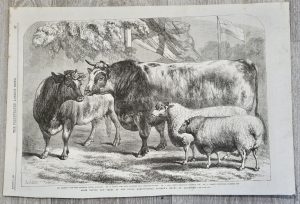Antique Print, Prize Animals Exhibited at the Meeting... 1858