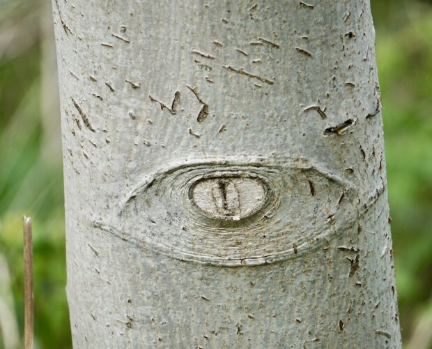 Etimologia della parola Dio