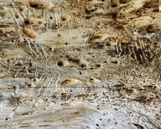 Neocolonialismo, le nuove etichette