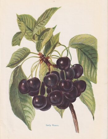 Vintage Print, Early Rivers, 1890