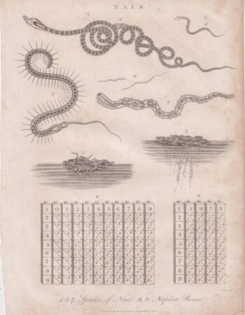 Antique Engraving Print, Nais, 1818