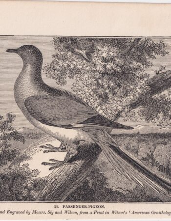 Antique Engraving Print, Passenger-Pigeon, 1840 ca.