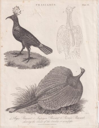 Antique Engraving print, Phasianus, 1824