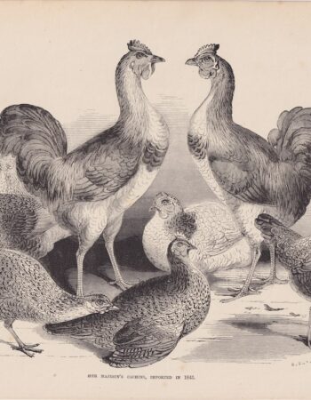 Antique Print, Cochins, 1870 ca.