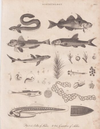 Antique Engraving Print, Ichthyology, 1811