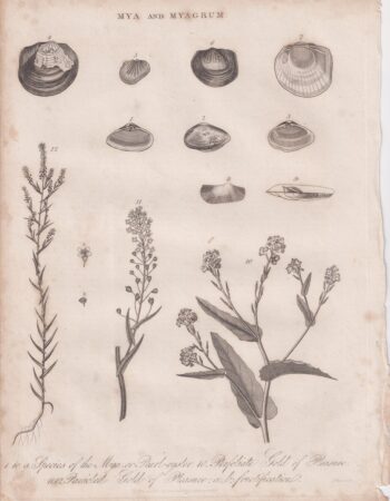 Antique Engraving Print, Mya and Myagrum, 1818