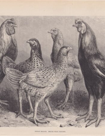 Antique Print, Indian Malays, Begum Pilly Gaguzes, 1880