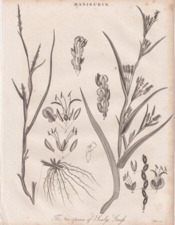 Antique Engraving Print, Manisuris, 1815