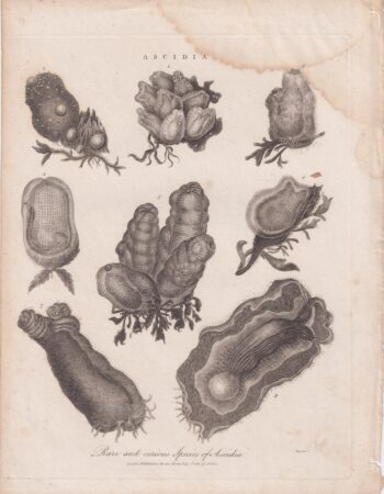 Antique Engraving Print, Ascidia, 1807