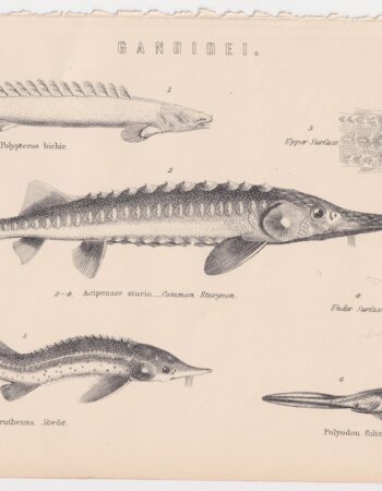 Antique Print, Ganoidei, 1870 ca.
