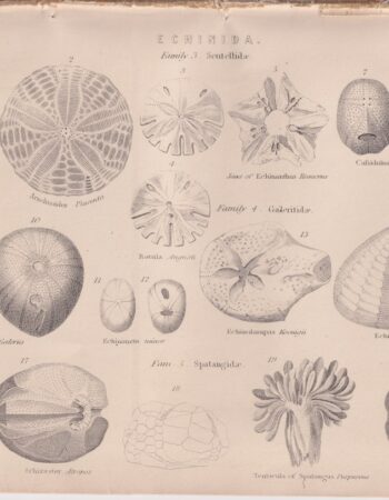 Lot of 9 Prints, 1870 ca.