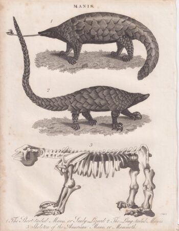 Rare Antique Engraving Print, Manis, 1815