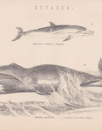 Antique Print, Balaena Mysticetus, 1870