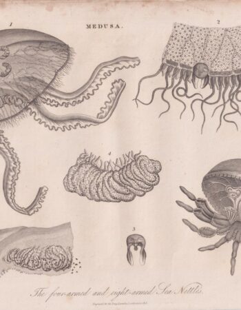 Antique Engraving Print, Medusa, 1816