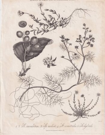 Rare Antique Engraving Print, Sison Spergula Stellaria Sorbus, 1827