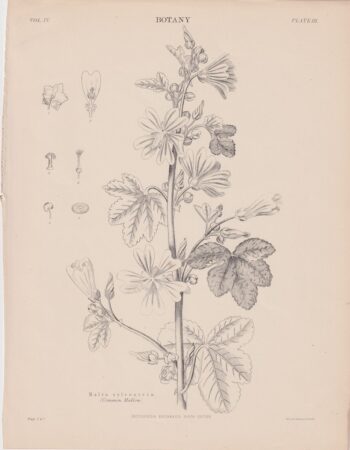Antique Print, Malva silvestris, 1889