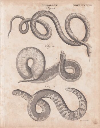 Antique Engraving Print, Ophiology, 1809