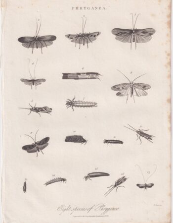 Rare Antique Engraving Print, Phryganea, 1824