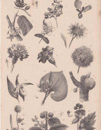 Antique Print, Botany, 1880