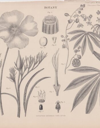 Antique Print, Janipha Manihot, Cassava plant, 1889