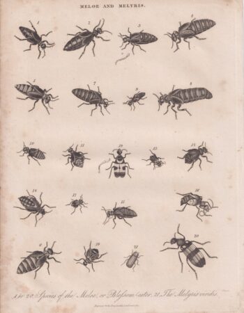 Antique Engraving Print, Meloe and Melyris, 1817